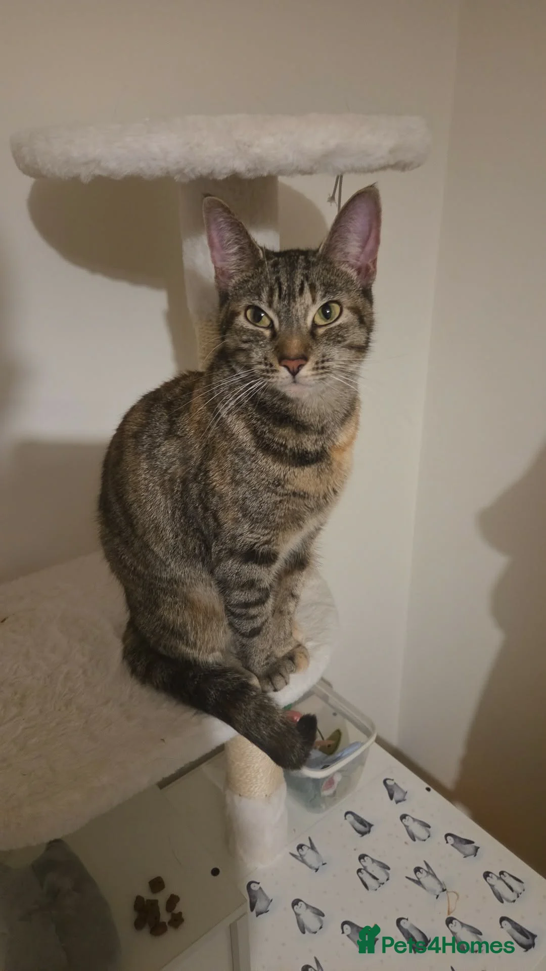 Domestic Shorthair cats for sale: Miss Athena Needs a New Home - Advert 1