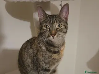 Domestic Shorthair cats Miss Athena Needs a New Home - Advert 2