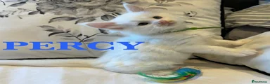 💙 Percy - Male
