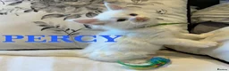 Maine Coon cats for sale: GCCF/TICA Pedigree Maine Coon Kittens - Advert 6