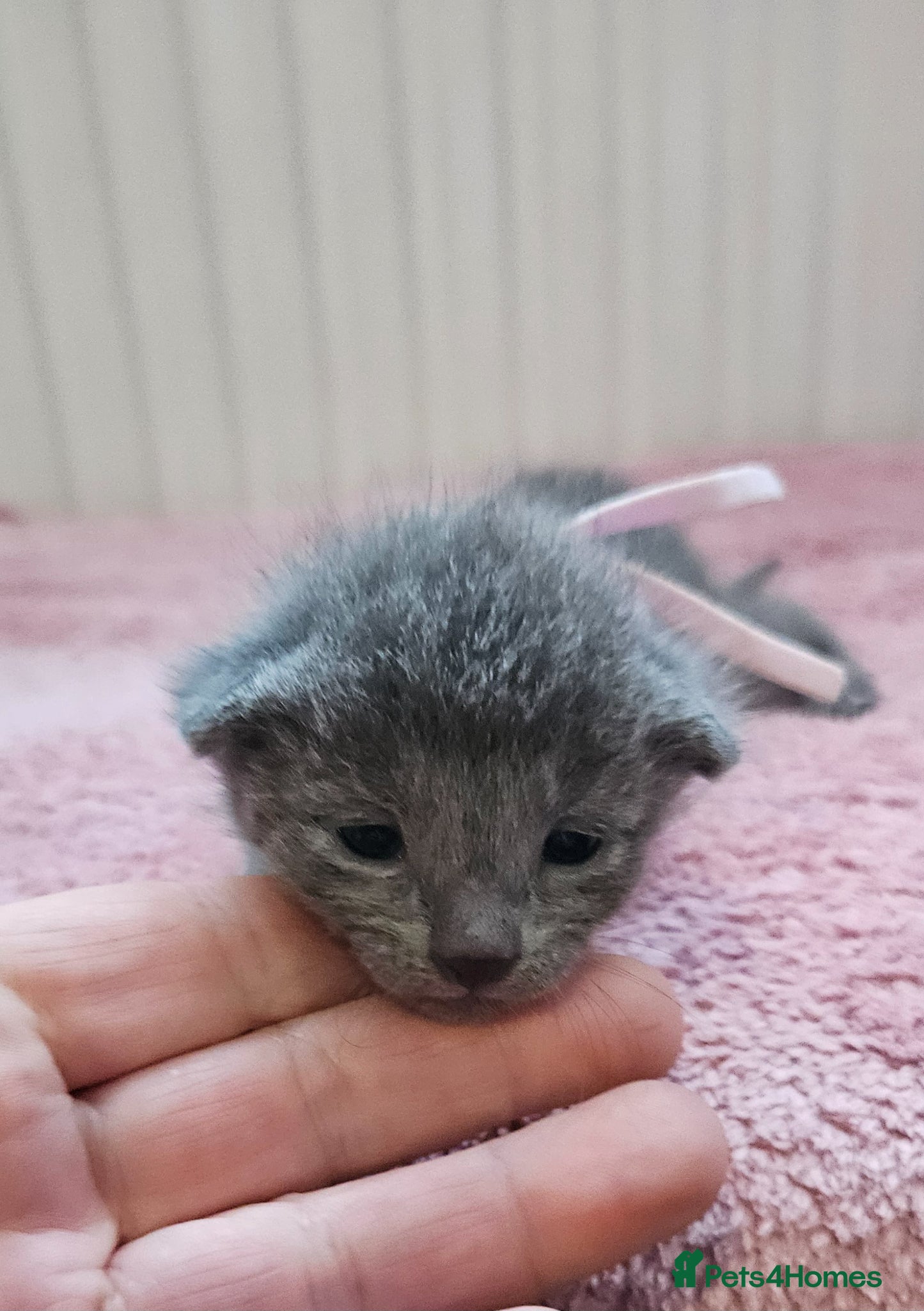 Russian Blue cats for sale: Russian Blue kittens 😸  - Advert 4