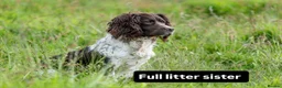 English Springer Spaniel dogs for stud: Fully health tested liver & white springer stud - Advert 3