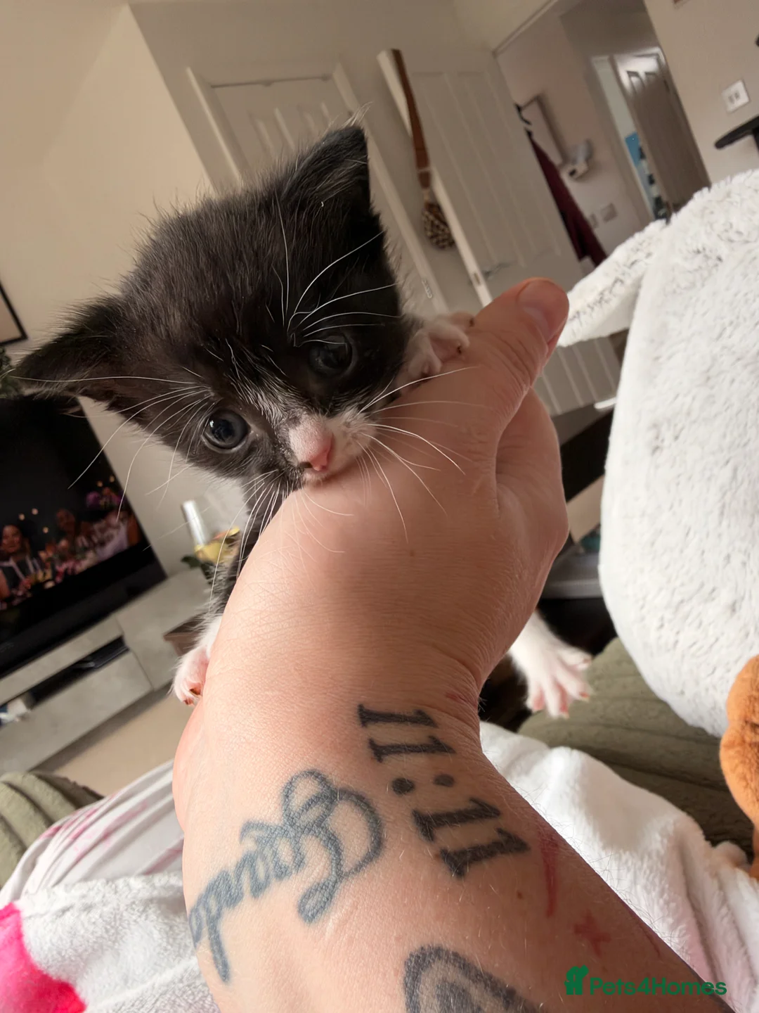 Mixed Breed cats for sale: Black and white female kitten  - Advert 16