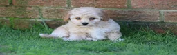 Cavapoochon dogs for sale: Beautiful Cavapoochon puppies for sale - Advert 25