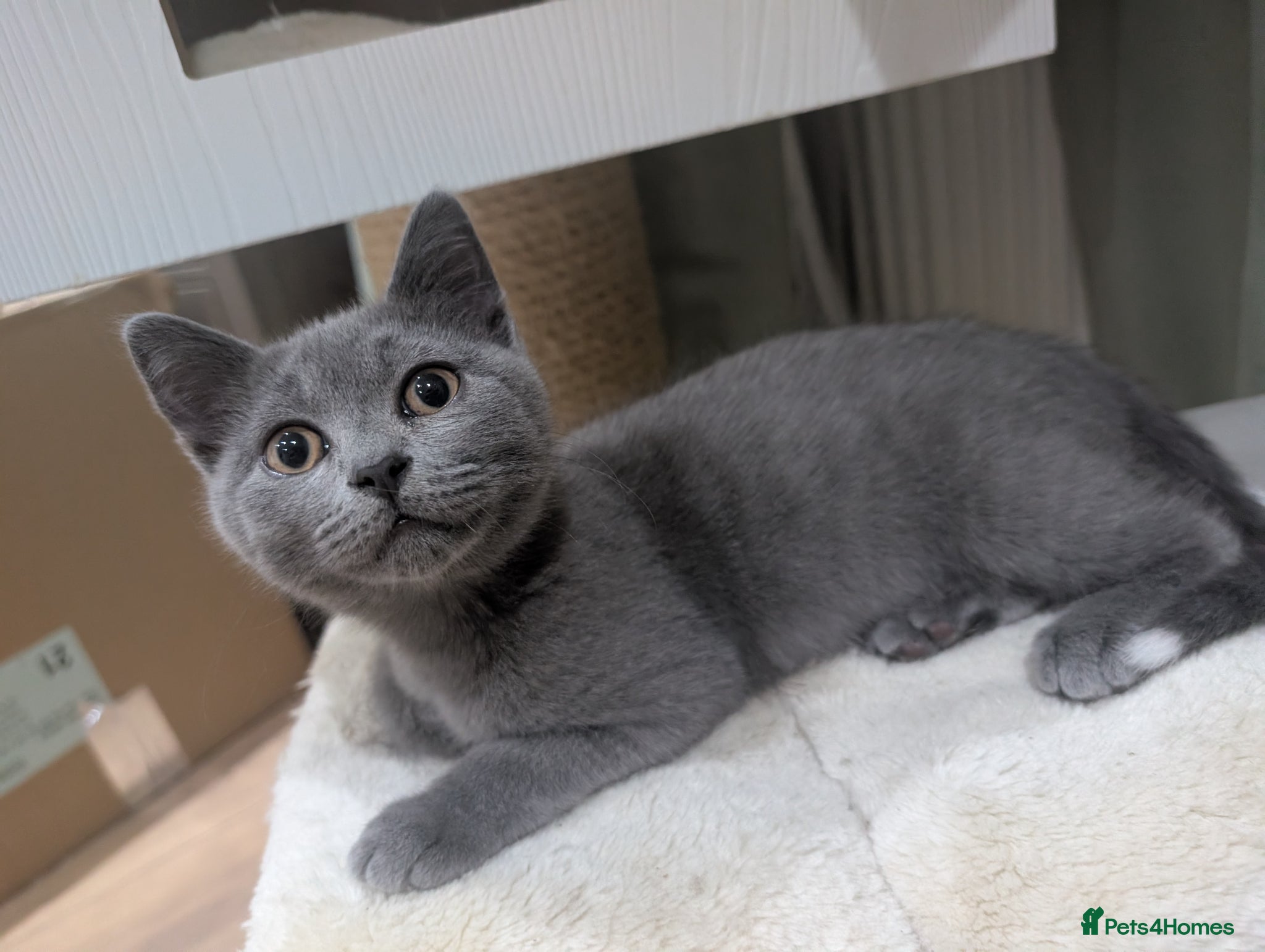 British Shorthair cats 💙ONLY 2 BOYS LEFT British Shorthair / LonghaiR - Advert 1