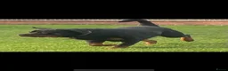 Rottweiler dogs for sale: FULLKC GERMAN LINES🏆💙 2BOYS LICENSED BREEDER 5⭐️ - Advert 30