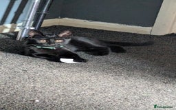 Mixed Breed cats for sale: Kitten  - Image 3