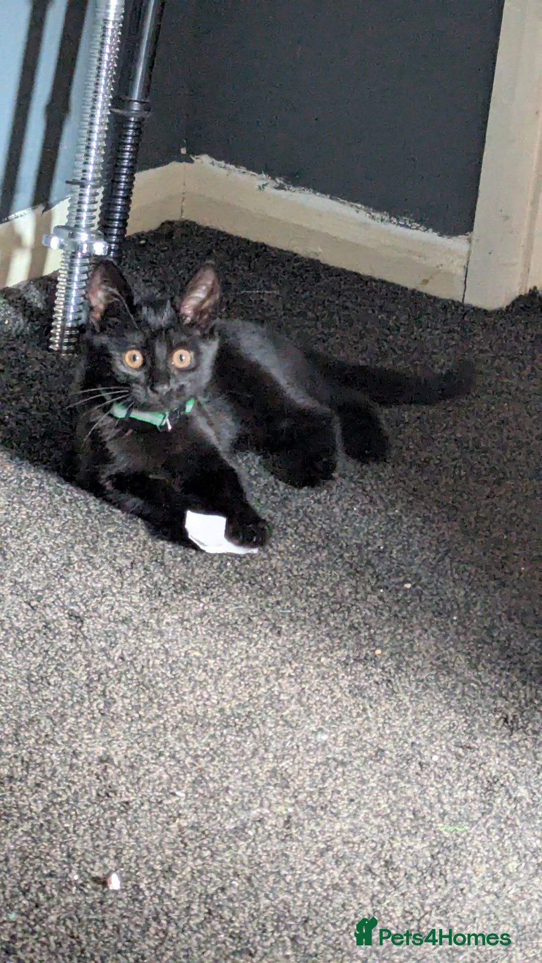 Mixed Breed cats for sale: Kitten  - Image 3