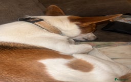 Jack Russell dogs for sale: Toby  - Image 7