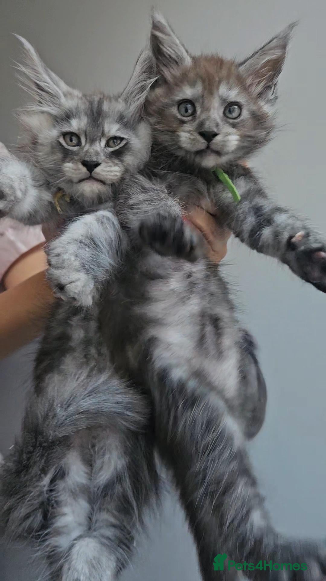 Maine Coon cats TICA Registered Maine Coon Kittens. - Advert 4
