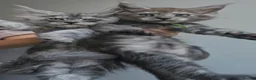 Maine Coon cats for sale: TICA Registered Maine Coon Kittens. - Advert 7
