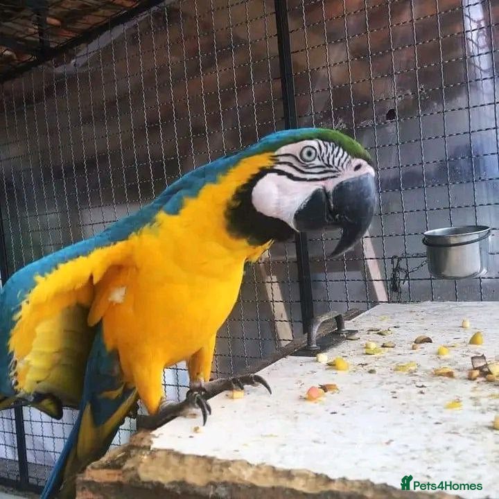 Macaws birds Blue and Yellow macaw for Rehoming  - Advert 8