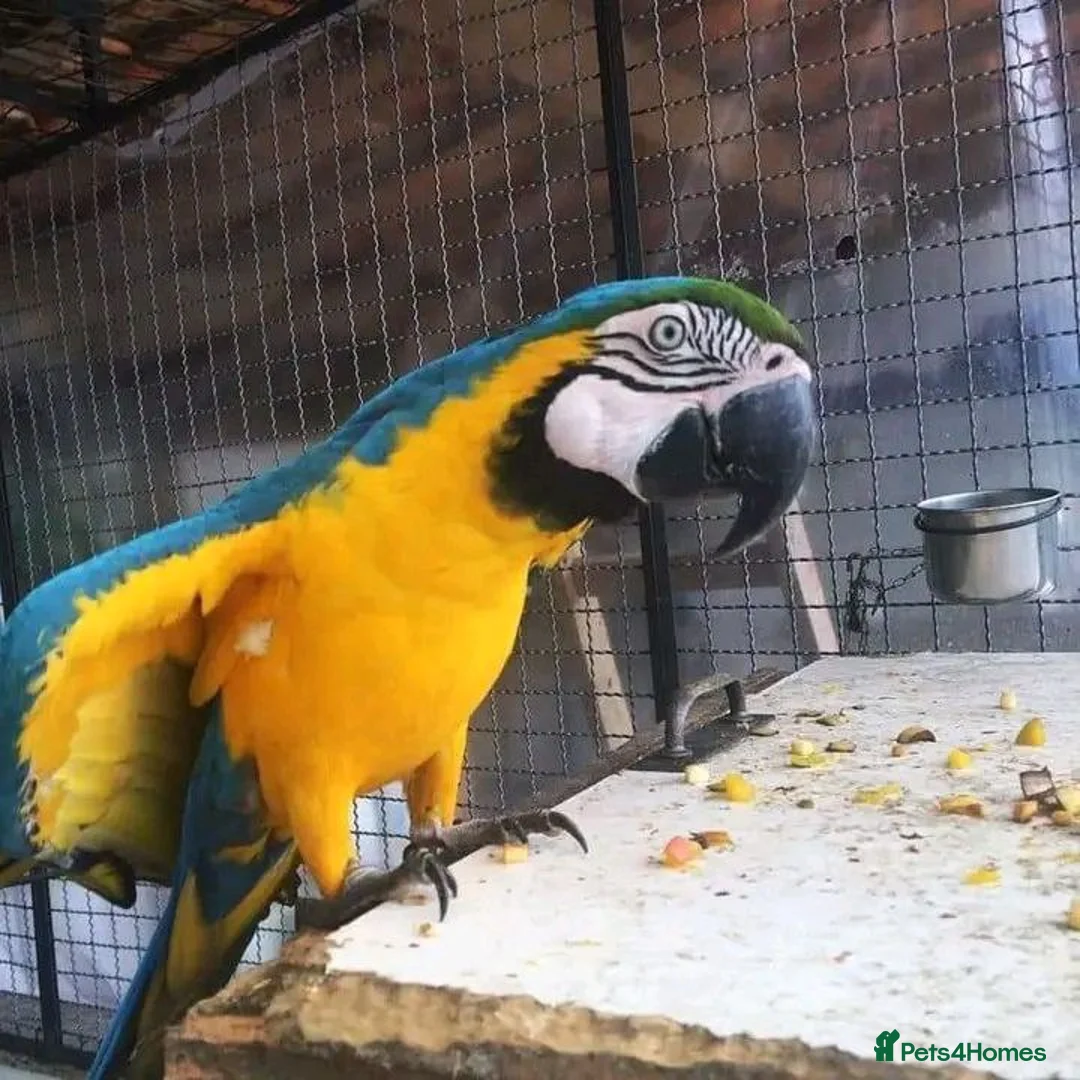Macaws birds for sale: Blue and Yellow macaw for Rehoming  in London - Advert 1
