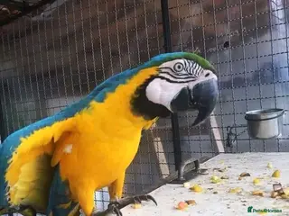 Macaws birds Blue and Yellow macaw for Rehoming - Advert 8