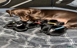 Mixed Breed dogs for sale: Dorkies - Image 2