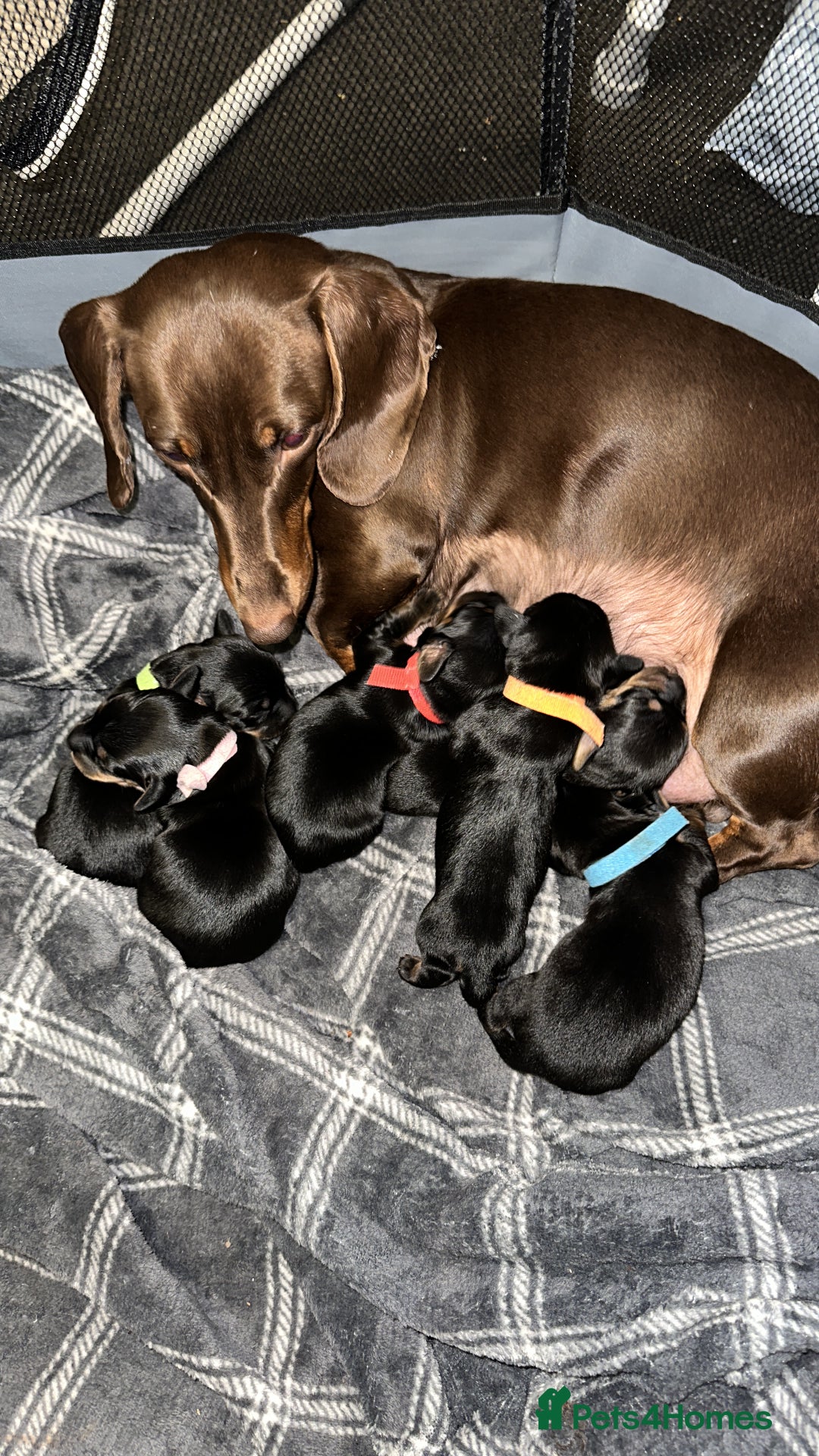 Mixed Breed dogs for sale: Dorkies - Image 2