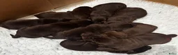 Labrador Retriever dogs for sale: Chocolate Labrador Puppies For Sale - Advert 2