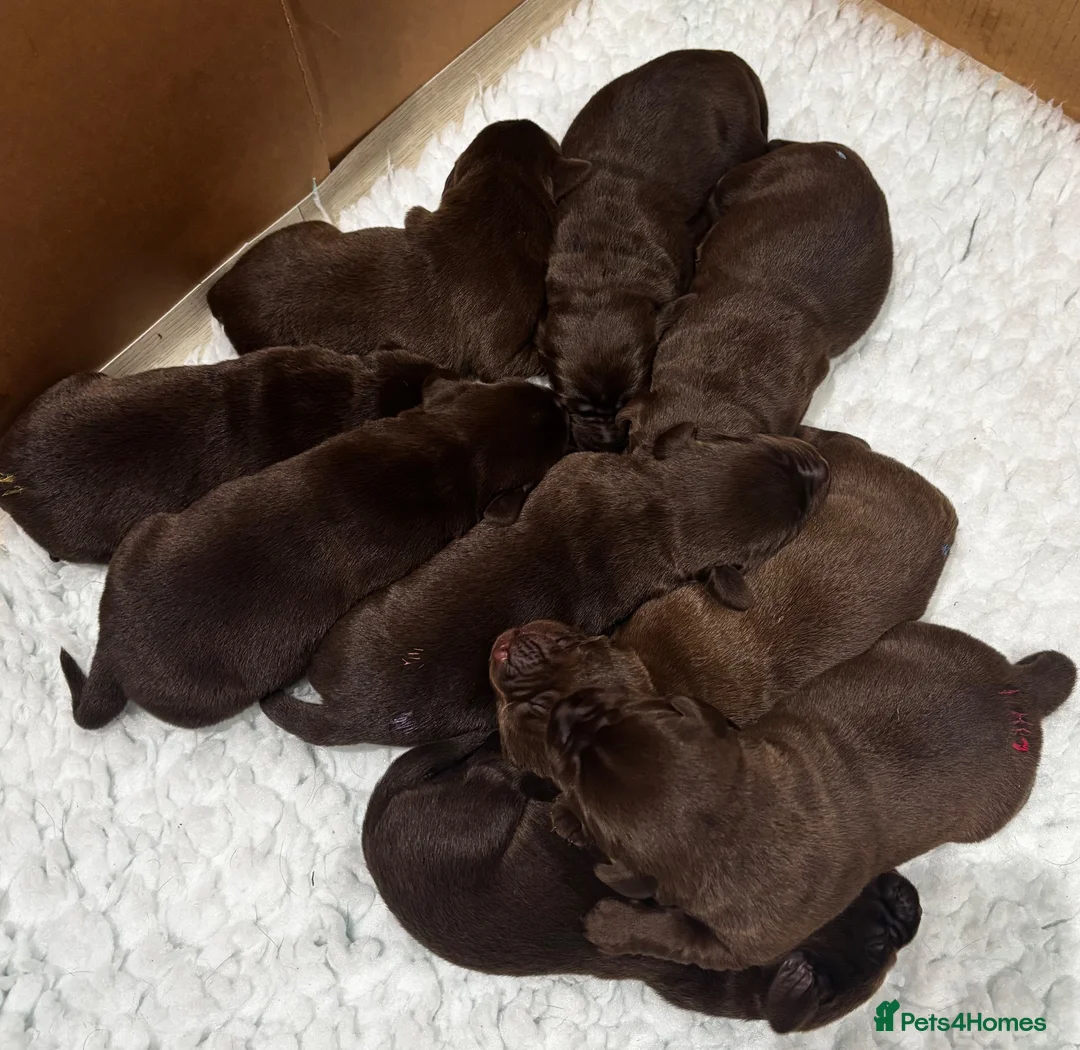 Labrador Retriever dogs for sale: Chocolate Labrador Puppies For Sale - Advert 2