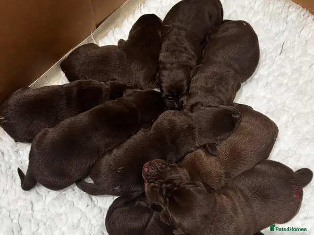 Labrador Retriever dogs Chocolate Labrador Puppies For Sale - Advert 2