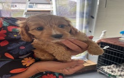 Cavapoo dogs for sale: Cavapoo puppies  - Image 26