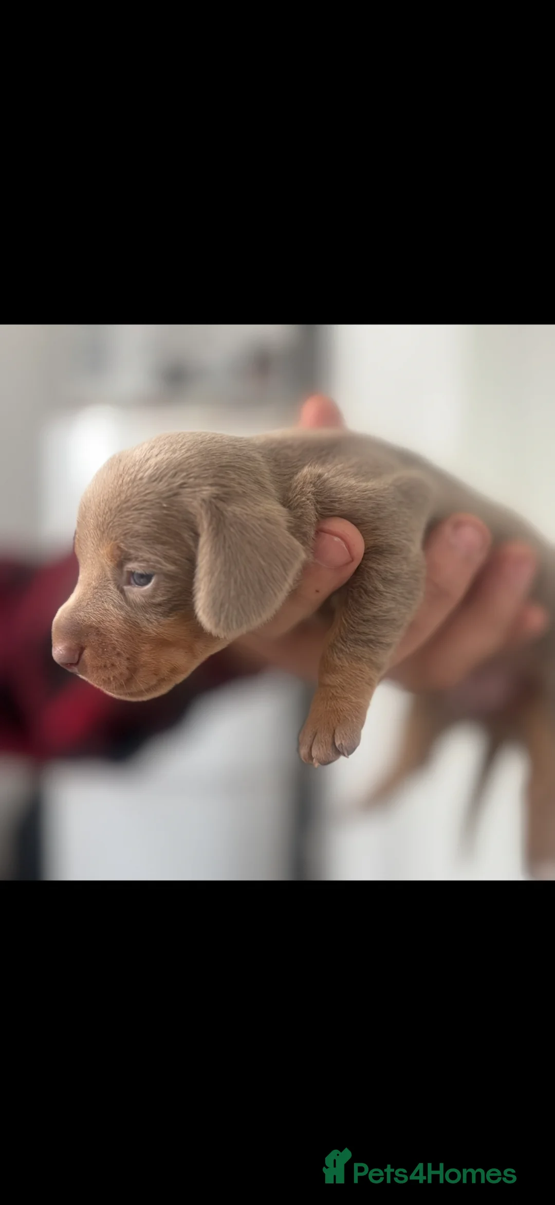 Miniature Dachshund dogs for sale: Mini dachshund puppy’s  - Advert 2