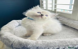Ragdoll cats for sale: Stunning TICA reg Flame/Cream Boy - Image 28