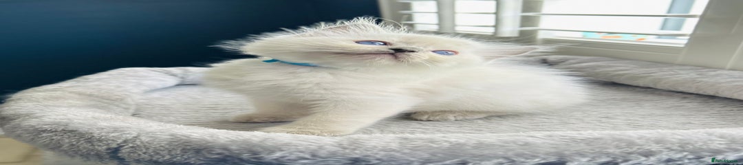 Mr Blue