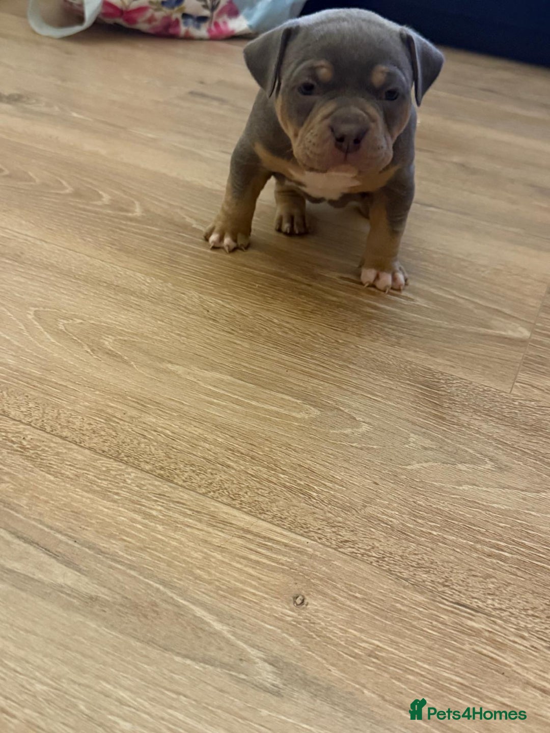 American Bully dogs for sale: Pocket bully pups - Advert 16