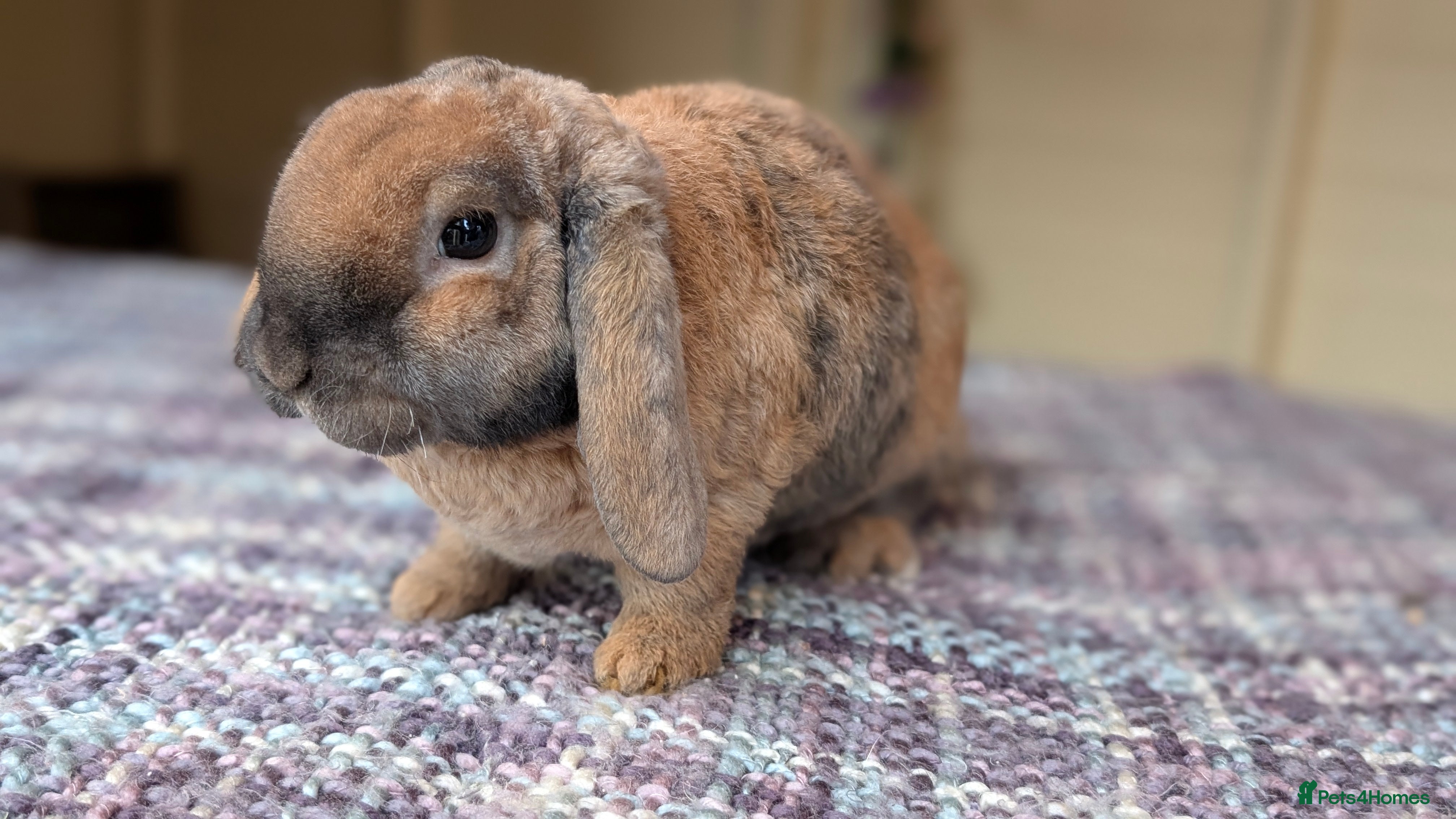 Mini Lop rabbits Pure breed mini plush lops babies  - Advert 18