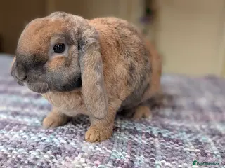 Mini Lop rabbits Pure breed mini plush lops babies - Advert 18