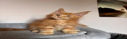 Maine Coon cats for sale: ✨5 Gorgeous GCCF Pure Bred MC kittens  in Burton-on-Trent - Advert 23