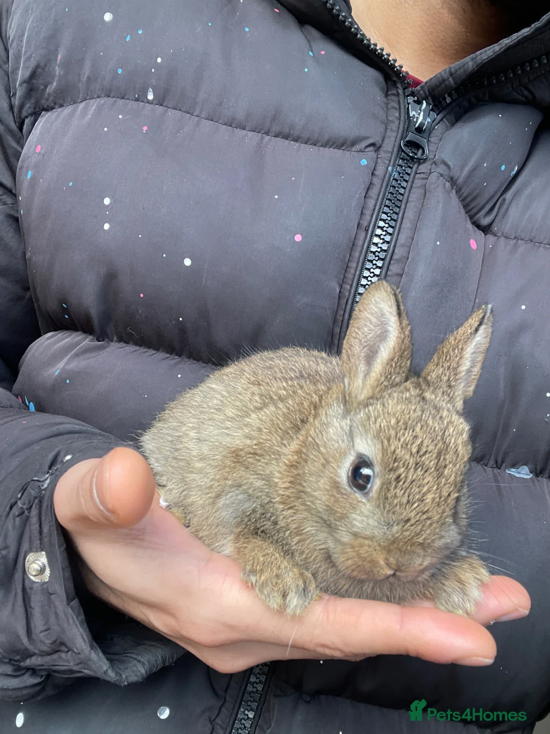Netherland Dwarf rabbits for sale: Pure Netherland Dwarf in London - Advert 1