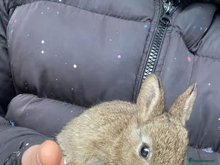 Netherland Dwarf rabbits Pure Netherland Dwarf - Advert 2