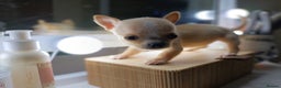 Chihuahua dogs for sale: 1 boys 3 girl pedigree chihuahua - Advert 17