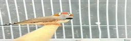 Finches birds for sale: Zebra finches  - Advert 16