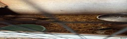 Ferret rodents for sale: Ferrets  in Bourne - Advert 1