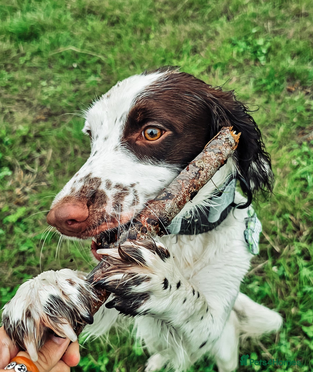 English Springer Spaniel dogs for sale: Forrest, 1.5yr old male ESS - Image 10