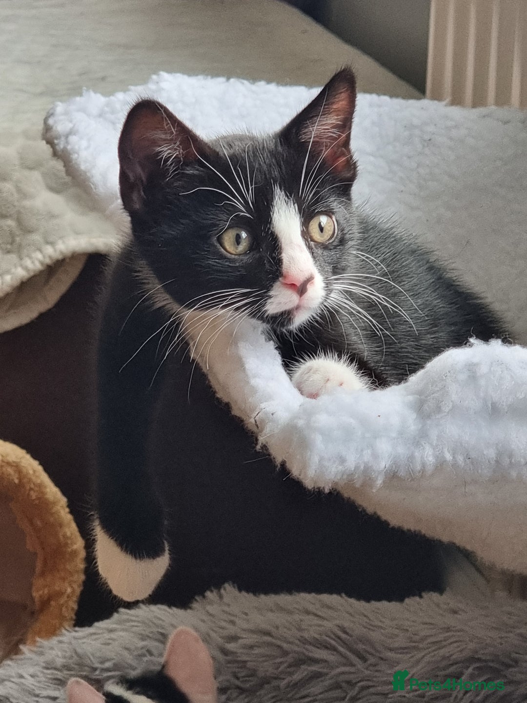 Mixed Breed cats for sale: Bengal x British Short Hair Kitten  - Image 10