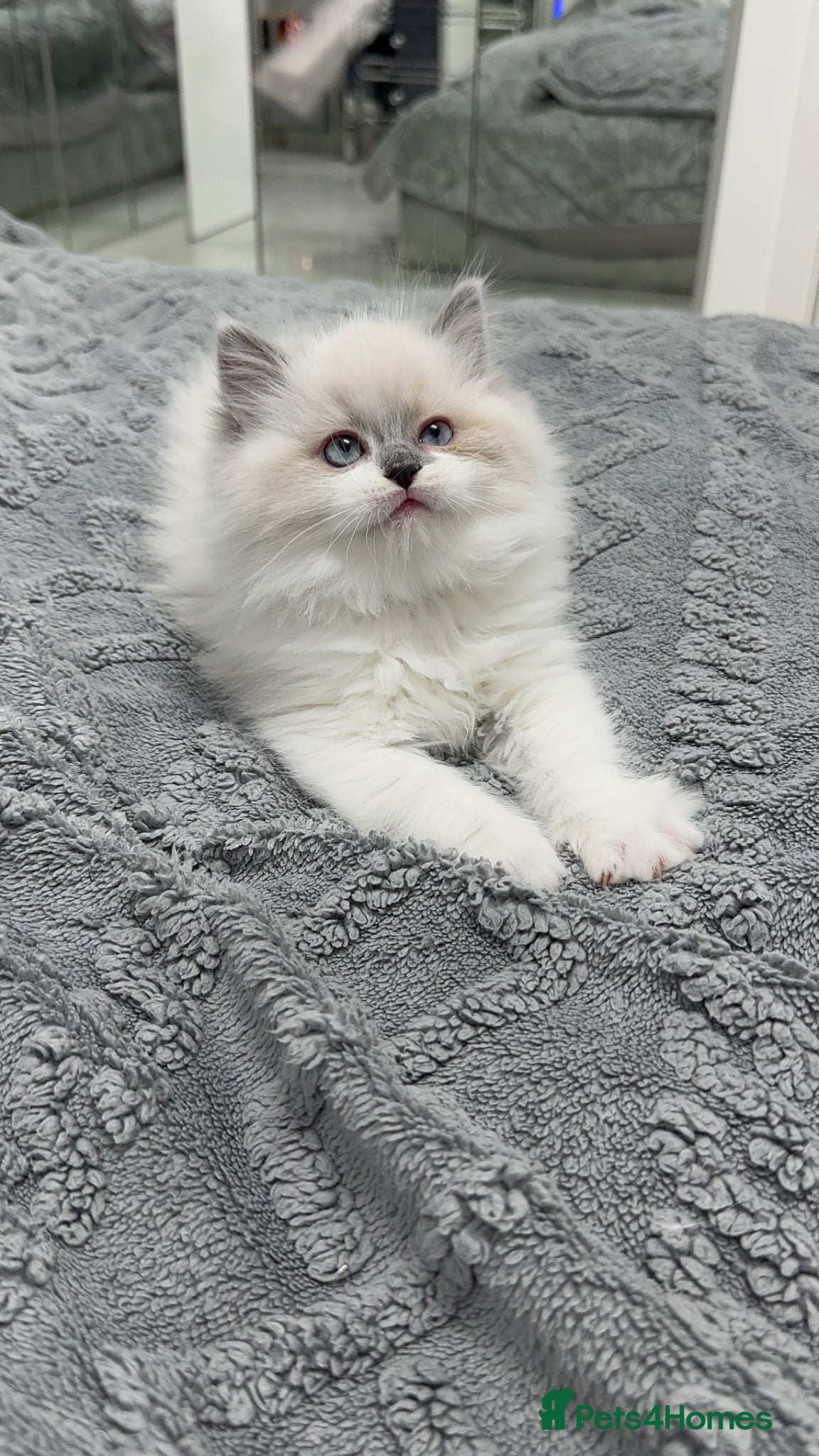 Ragdoll cats Blue mitted ragdoll Chinese bloodline  - Advert 1