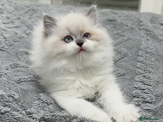 Ragdoll cats Blue mitted ragdoll Chinese bloodline - Advert 1
