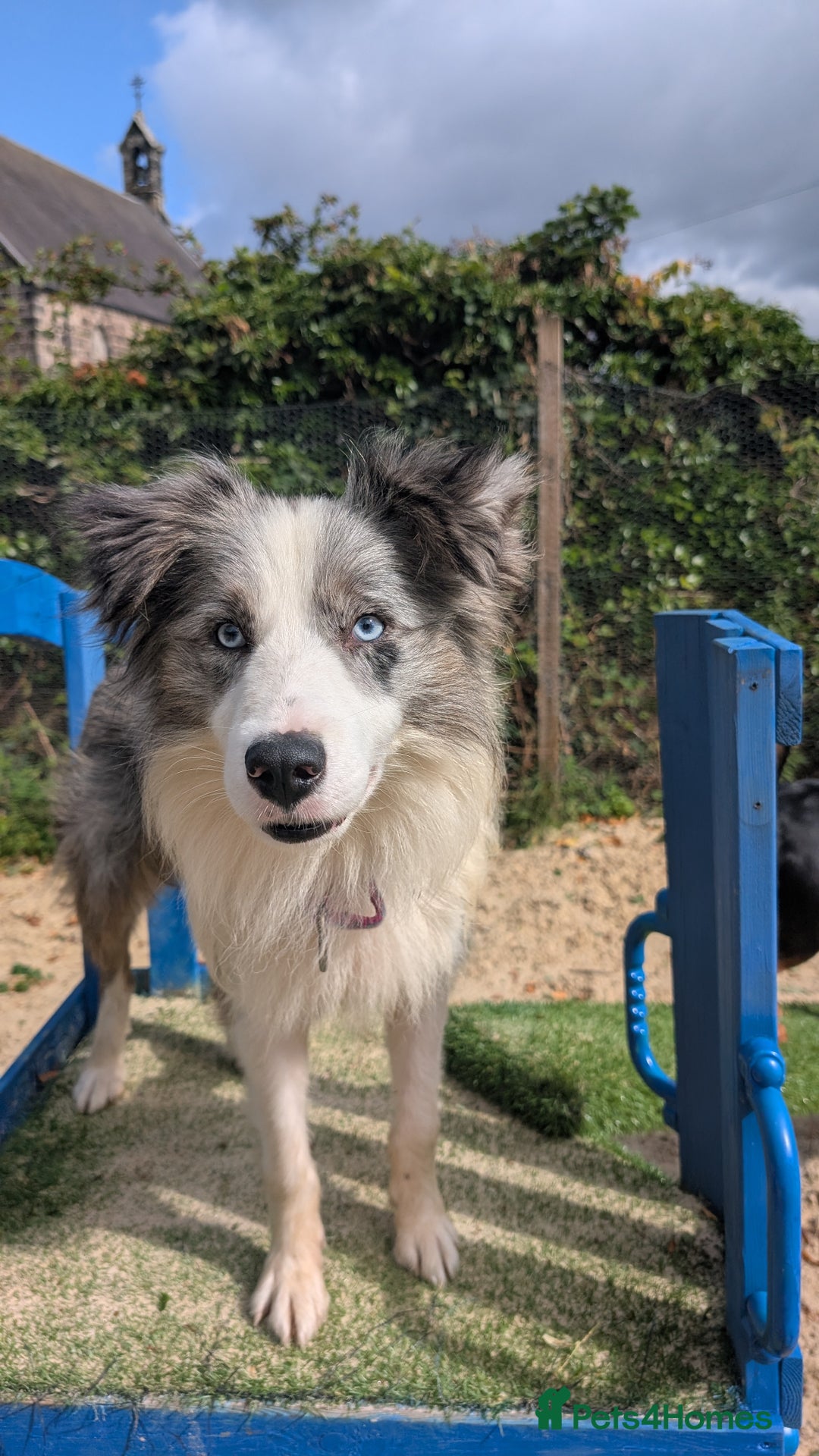 Border Collie dogs for stud: Macca - Image 5