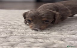 Miniature Dachshund dogs for sale: Gorgeous Miniature Daschunds  - Image 24