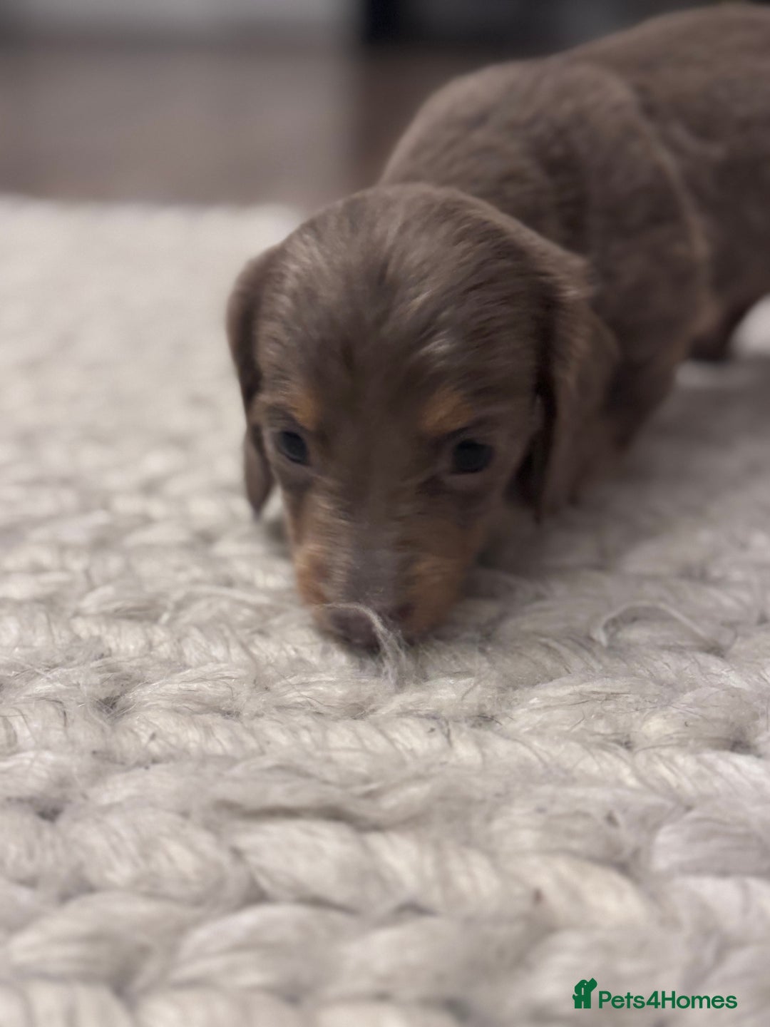 Miniature Dachshund dogs for sale: Gorgeous Miniature Daschunds  - Image 24