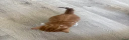 Mixed Breed cats for sale: 4 Ginger Male Kittens from 7th of September  in London - Advert 36