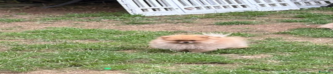 Pomeranian Puppy 3