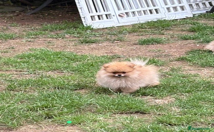 Pomeranian dogs - Advert 12