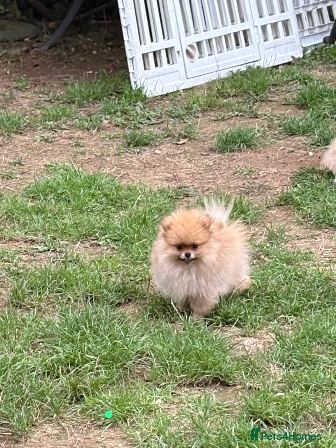 Pomeranian dogs for sale: Pomeranian puppies - Image 1