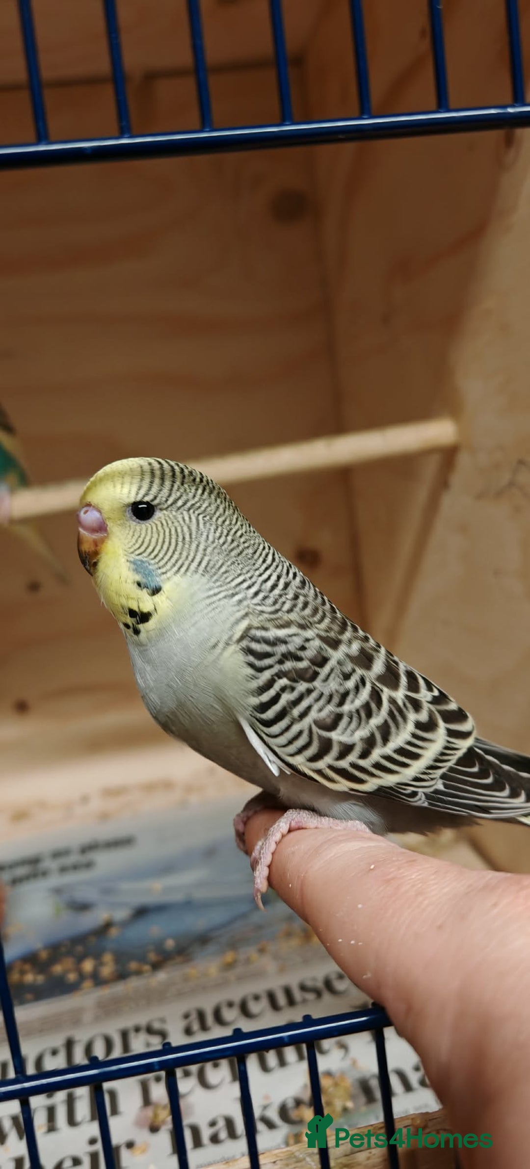 Budgerigars birds for sale: Young budgies  - Advert 1
