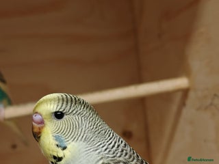 Budgerigars birds Young budgies - Advert 2