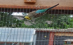 Budgerigars birds for sale: Young budgies for sale £20 sandbach cheshire - Image 5